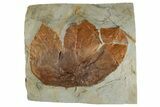 Fossil Sycamore Leaf (Macginitiea) - Montana #262763-1